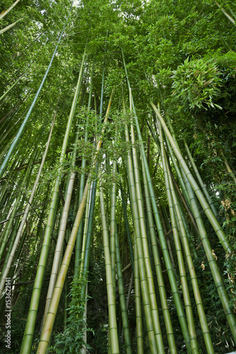 Bujny zielony bambus