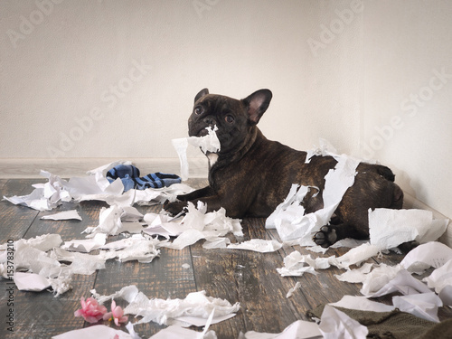 Funny dog made a mess in the room. Playful puppy French bulldog