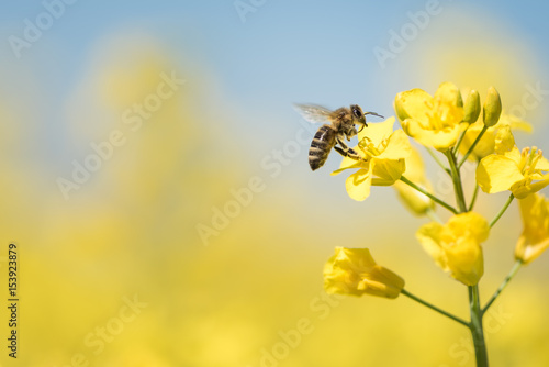 Biene sammelt Honig - Rapsblüte im Frühling