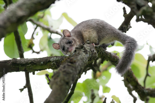 Siebenschläfer (Glis glis)