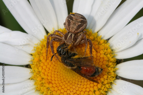 Crab Spider (Xysticus cristatus) with prey on Oxeye Daisy (Leucanthemum vulgare) flower
