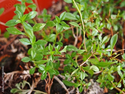 Wild mountains savory herbs