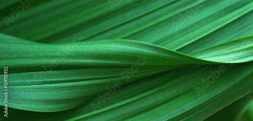 Green leaves for background