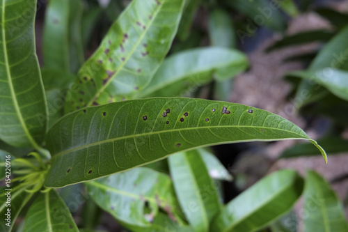 Mango leaf anthracnose disease