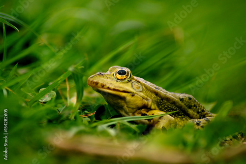 Water frog