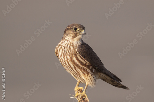 Merlin Watching