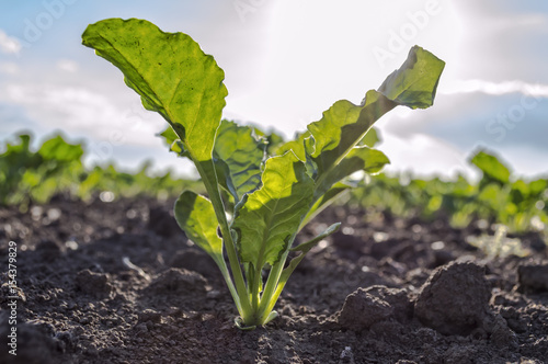 Young sugar beet plant in field.