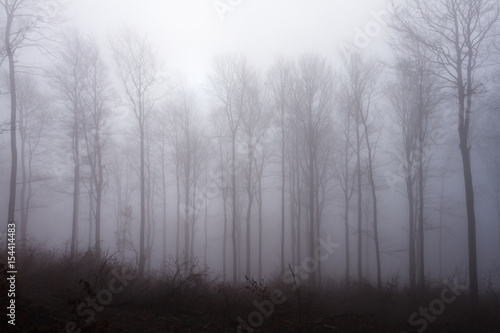 Drzewa we mgle w mglisy dzień