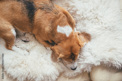 Beagle sleep on sheepskin