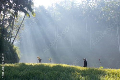 Terrace rice fields in Ubud, Bali, Indonesia