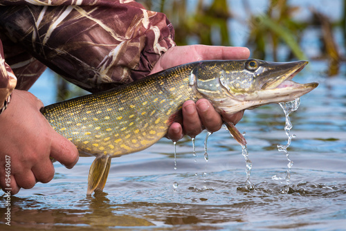 Open-mouthed large pike with drops of running water in the fisherman's hand. Fishing trophies, caught on a jig & soft bait,in the hand of angler above the water.Pike with big eyes and open mouth
