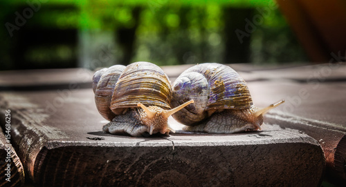 snails