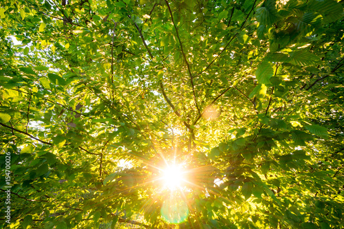 Blätterwald im Gegenlicht der Sonne