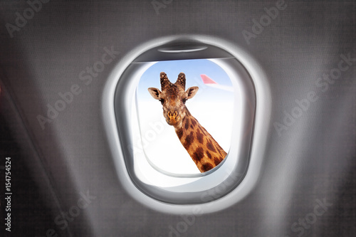 Giraffe looking through a plane's window