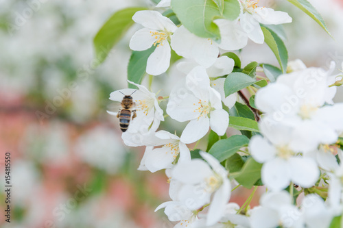 bee on a flower. The bee pollinates flowers. Blossoming of an apple-tree.