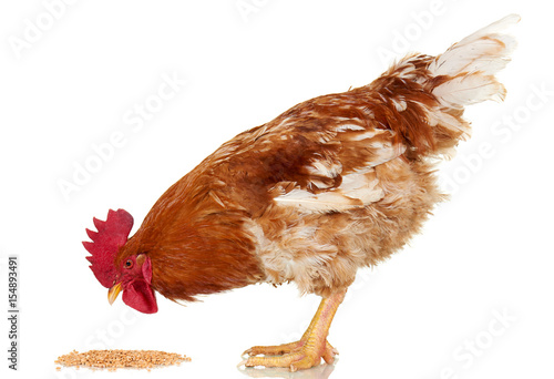 Brown rooster eat cereal grain on white background, isolated object, live chicken, one closeup farm animal