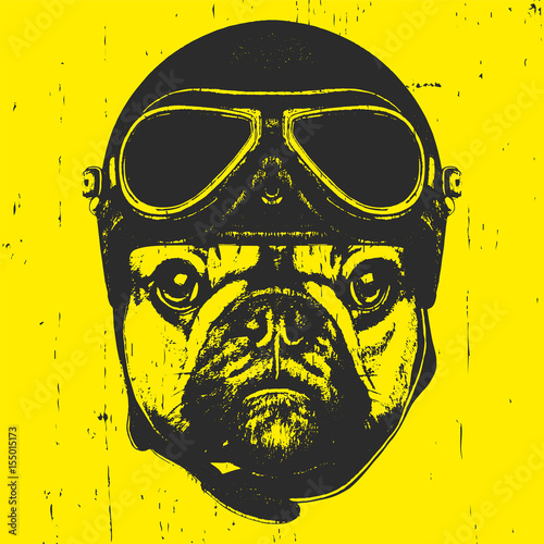 Portrait of French Bulldog with Helmet. Vector