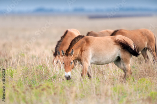 Przewalskii horse herd grazing on pasture