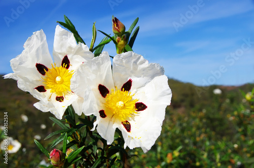rockrose flower in mediterranean field