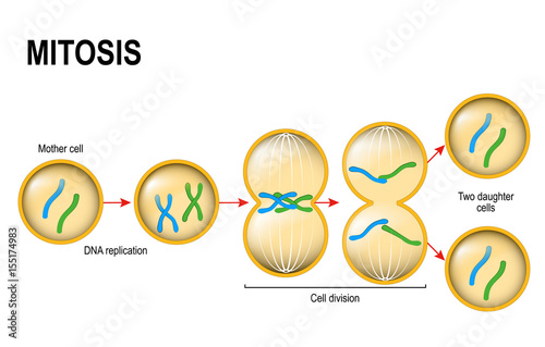 Mitosis.