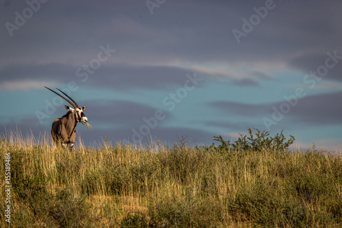 Gemsbok standing on a ridge and starring.