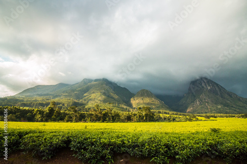 Mulanje Mountain with tea plantation and cloudy sky