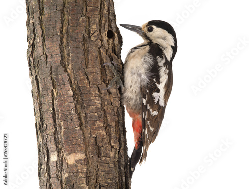 Great Spotted Woodpecker (Dendrocopos major)