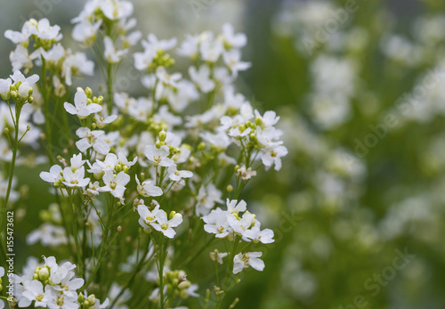 Horseradish flowers, meadow white flowers