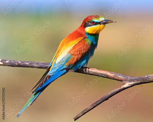 colored exotic bird sitting on a dry branch