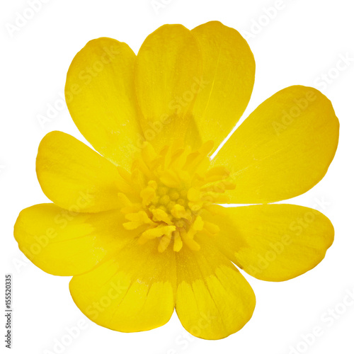 A blossoming buttercup flower is photographed macro. Isolated on white background.