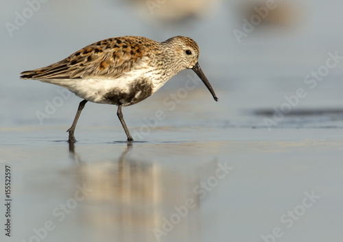 Dunlin at Sunset