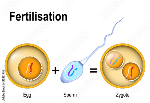 Fusion of two haploid gametes to form a diploid zygote.