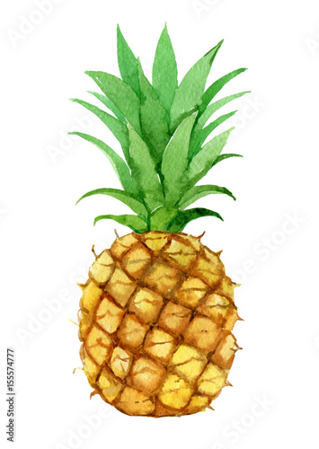 Pineapple, isolated on white background, watercolor illustration