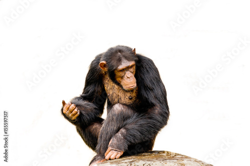 The portrait of black chimpanzee isolate on white background.