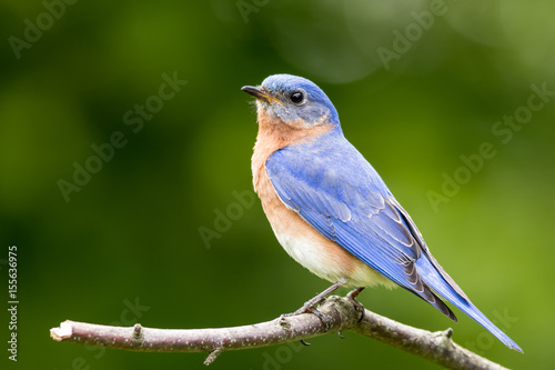 Eastern Bluebird (Sialia sialis) male perched on stump with green bokeh background