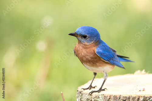 Eastern Bluebird (Sialia sialis) male has curious look as he stands on a stump with beautiful yellow and green bokeh background