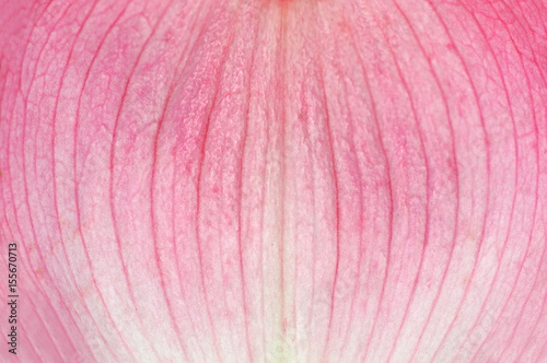 macro view of pink flower petal texture background