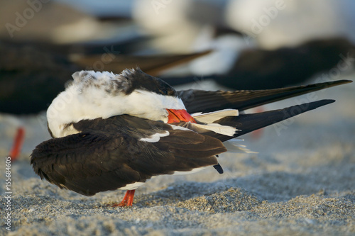 Black Skimmer (Rynchops niger)