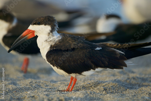 Black Skimmer (Rynchops niger)