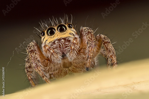 A closeup of a beautiful spider