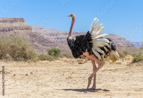 Male of African ostrich (Struthio camelus) in nature reserve near Eilat, Israel