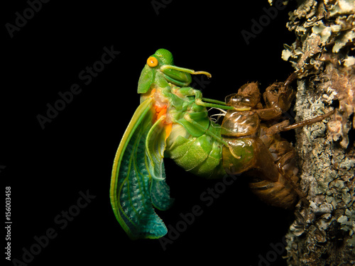 Molting Cicada