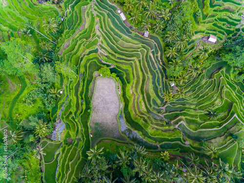 Ubud dron pole ryżowe indonezja