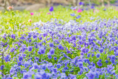 japan blue flower