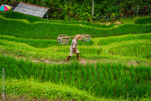 Taras ryżowy azja 