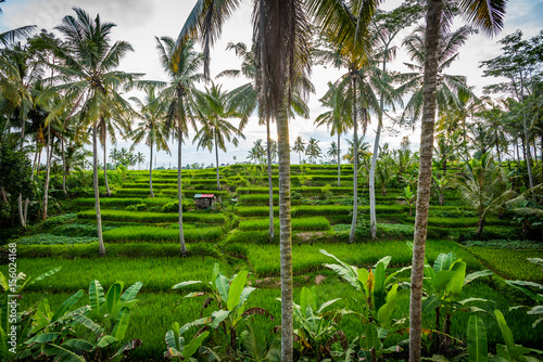 Pole ryżowe Bali