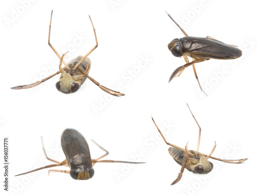 Water boatman, Corixidae isolated on white background