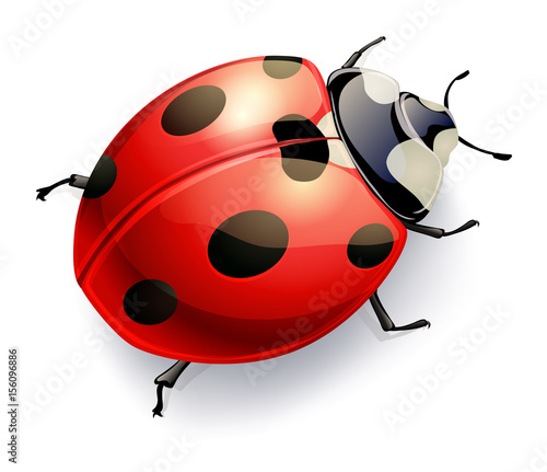 ladybug isoalted on white. vector realistic illustration