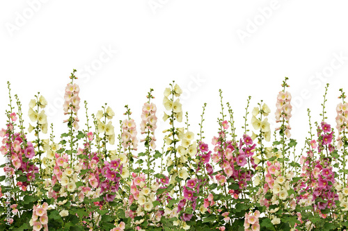 Fresh pink and white mallow flowers border