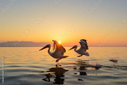 Dalmatian pelican (Pelecanus crispus) shot at sunrise at lake Kerkini in Greece